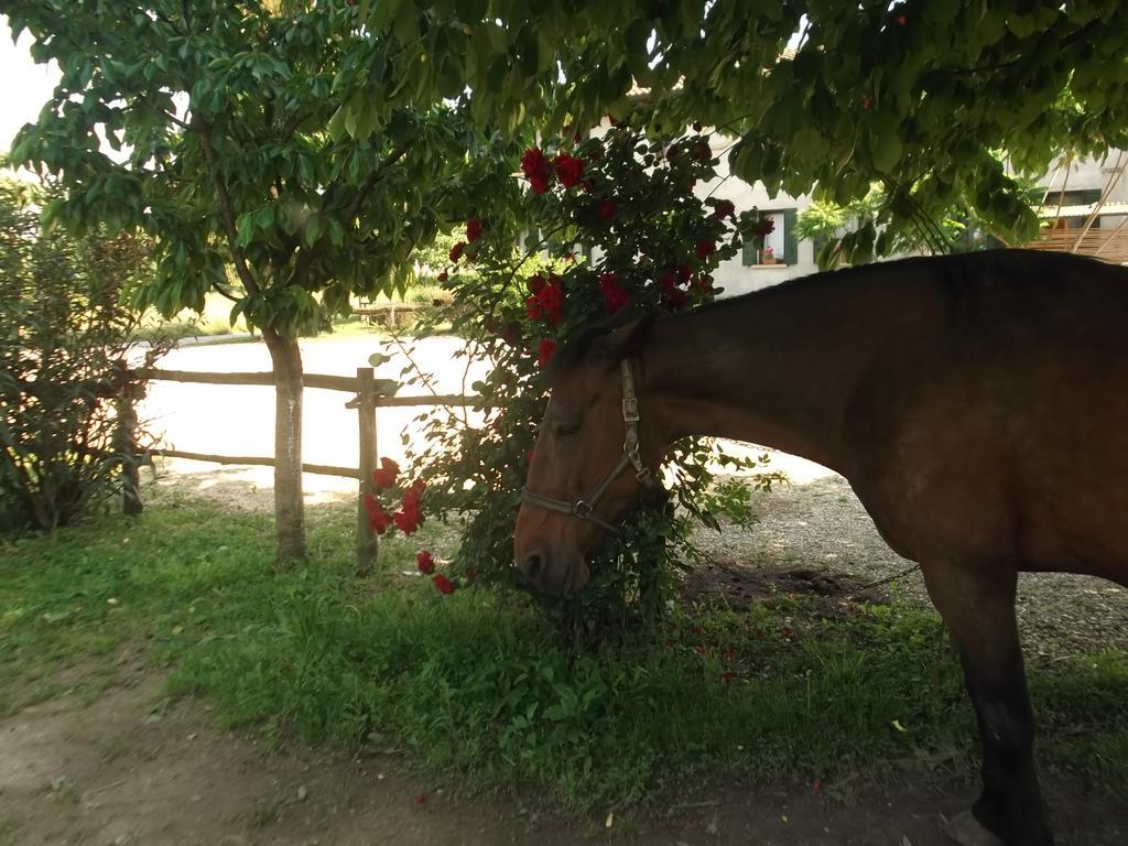 Agriturismo La Prateria Gazzo  Dış mekan fotoğraf